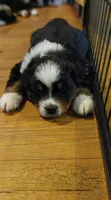 Nova, a female Australian Shepherd for sale in Dunnellon, FL – 1 of 2