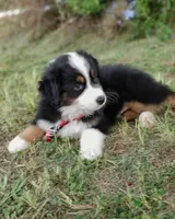 Butler, a male Australian Shepherd for sale in Dunnellon, FL – 4 of 10