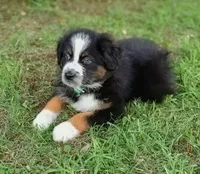 Beyonce, a female Australian Shepherd for sale in Dunnellon, FL – 2 of 10