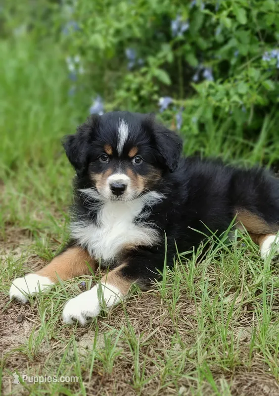 Beetle – Australian Shepherd puppy for sale in Dunnellon, FL
