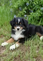 Beetle, a female Australian Shepherd for sale in Dunnellon, FL – 1 of 10