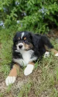 Beetle, a female Australian Shepherd for sale in Dunnellon, FL – 7 of 10