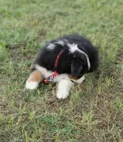 Butler, a male Australian Shepherd for sale in Dunnellon, FL – 10 of 10