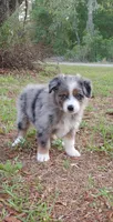 Clover, a female Australian Shepherd for sale in Dunnellon, FL – 4 of 9