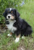 Beetle, a female Australian Shepherd for sale in Dunnellon, FL – 2 of 10