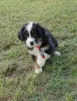 Butler, a male Australian Shepherd for sale in Dunnellon, FL – 7 of 10