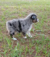 Clover, a female Australian Shepherd for sale in Dunnellon, FL – 2 of 9