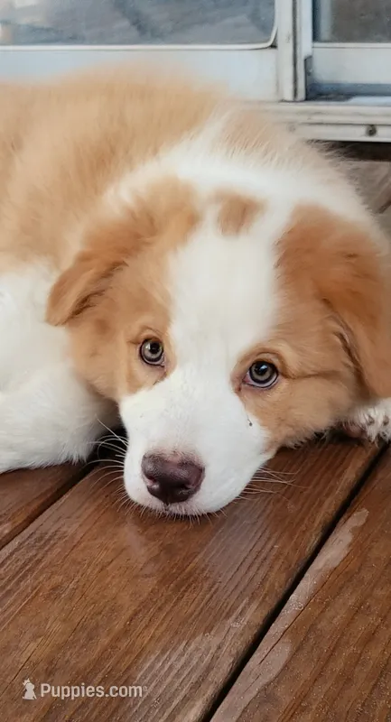 Jerry – Australian Shepherd puppy for sale in Dunnellon, FL