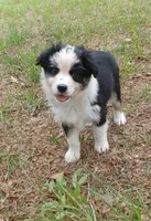Calypso, a female Australian Shepherd for sale in Dunnellon, FL – 6 of 10