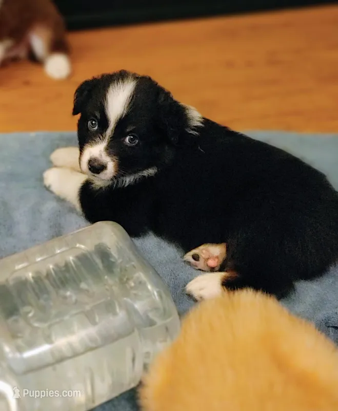 Josh – Australian Shepherd puppy for sale in Dunnellon, FL