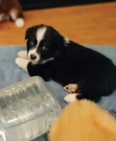 Josh, a male Australian Shepherd for sale in Dunnellon, FL – Photo 2 of 10