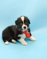 Josh, a male Australian Shepherd for sale in Dunnellon, FL – Photo 5 of 10