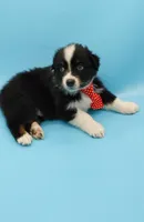 Josh, a male Australian Shepherd for sale in Dunnellon, FL – Photo 9 of 10