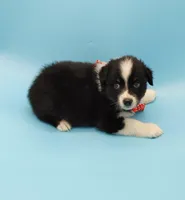 Josh, a male Australian Shepherd for sale in Dunnellon, FL – Photo 4 of 10