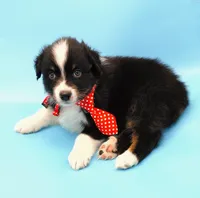 Josh, a male Australian Shepherd for sale in Dunnellon, FL – Photo 3 of 10
