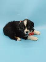 Josh, a male Australian Shepherd for sale in Dunnellon, FL – Photo 8 of 10