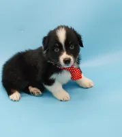 Josh, a male Australian Shepherd for sale in Dunnellon, FL – Photo 7 of 10