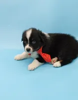 Josh, a male Australian Shepherd for sale in Dunnellon, FL – Photo 10 of 10