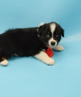Josh, a male Australian Shepherd for sale in Dunnellon, FL – Photo 6 of 10