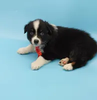Josh, a male Australian Shepherd for sale in Dunnellon, FL – Photo 1 of 10