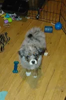Clementine, a female Australian Shepherd for sale in Dunnellon, FL – 4 of 8
