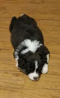 Porcha, a female Australian Shepherd for sale in Dunnellon, FL – 3 of 3