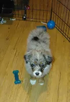 Clementine, a female Australian Shepherd for sale in Dunnellon, FL – 5 of 8
