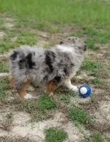 Bronco, a male Australian Shepherd for sale in Dunnellon, FL – 10 of 10