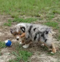 Beauty, a male Australian Shepherd for sale in Dunnellon, FL – 10 of 10