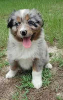 Beauty, a male Australian Shepherd for sale in Dunnellon, FL – 4 of 10