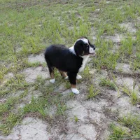 Cricket, a female Australian Shepherd for sale in Dunnellon, FL – 2 of 10
