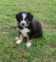Beyonce, a female Australian Shepherd for sale in Dunnellon, FL – 4 of 10