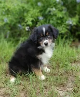 Beetle, a female Australian Shepherd for sale in Dunnellon, FL – 10 of 10