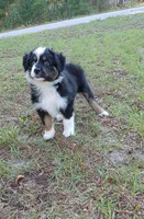 Cricket, a female Australian Shepherd for sale in Dunnellon, FL – 9 of 10