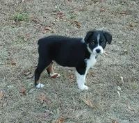 Donkey, a male Australian Shepherd for sale in Dunnellon, FL – Photo 6 of 9