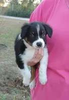 Donkey, a male Australian Shepherd for sale in Dunnellon, FL – Photo 5 of 9