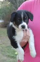 Donkey, a male Australian Shepherd for sale in Dunnellon, FL – Photo 2 of 9