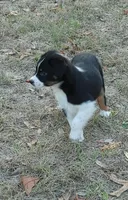 Donkey, a male Australian Shepherd for sale in Dunnellon, FL – Photo 3 of 9