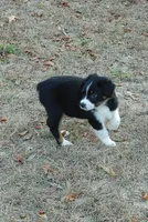 Donkey, a male Australian Shepherd for sale in Dunnellon, FL – Photo 7 of 9