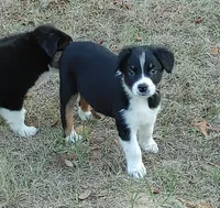 Donkey, a male Australian Shepherd for sale in Dunnellon, FL – Photo 1 of 9