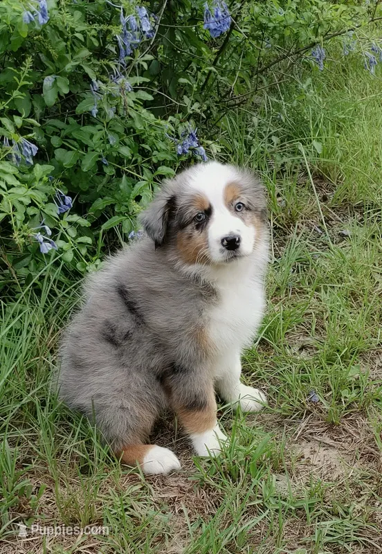 Breezy – Australian Shepherd puppy for sale in Dunnellon, FL