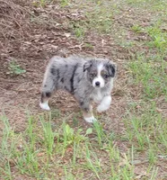 Clover, a female Australian Shepherd for sale in Dunnellon, FL – 5 of 9