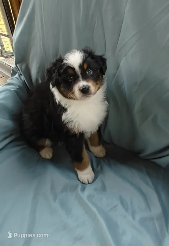 Nova – Australian Shepherd puppy for sale in Dunnellon, FL