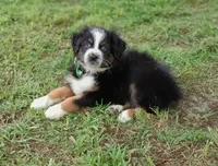 Beyonce, a female Australian Shepherd for sale in Dunnellon, FL – 1 of 10