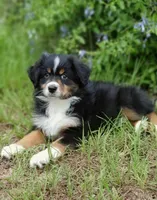 Beetle, a female Australian Shepherd for sale in Dunnellon, FL – 9 of 10