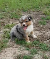 Bronco, a male Australian Shepherd for sale in Dunnellon, FL – 8 of 10