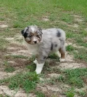 Beauty, a male Australian Shepherd for sale in Dunnellon, FL – 2 of 10