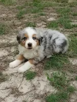 Benny, a male Australian Shepherd for sale in Dunnellon, FL – 9 of 10