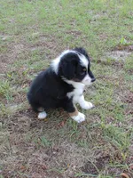 Cricket, a female Australian Shepherd for sale in Dunnellon, FL – 4 of 10
