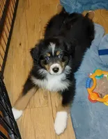 Beetle, a female Australian Shepherd for sale in Dunnellon, FL – 8 of 10